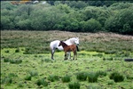 Connemara Ponies